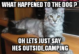 clever cat | WHAT HAPPENED TO THE DOG ? OH LETS JUST SAY HES OUTSIDE,CAMPING | image tagged in cats | made w/ Imgflip meme maker
