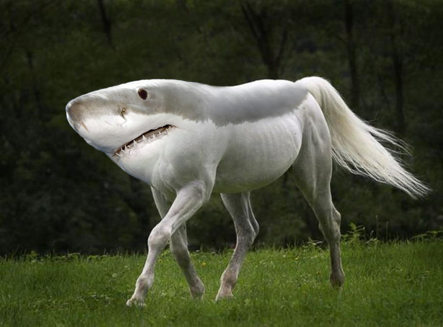 High Quality Shark Horse Blank Meme Template