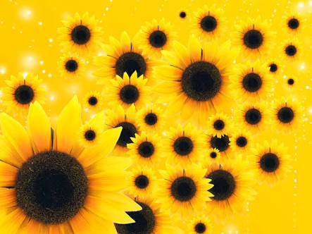 Sunflowers 1 Blank Meme Template