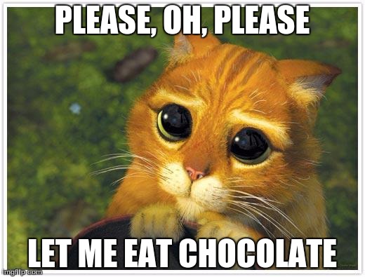 Shrek Cat Meme | PLEASE, OH, PLEASE; LET ME EAT CHOCOLATE | image tagged in memes,shrek cat | made w/ Imgflip meme maker