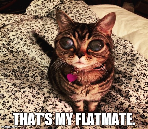 THAT'S MY FLATMATE. | made w/ Imgflip meme maker