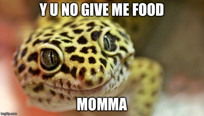 Y U NO GIVE ME FOOD; MOMMA | image tagged in y u no | made w/ Imgflip meme maker