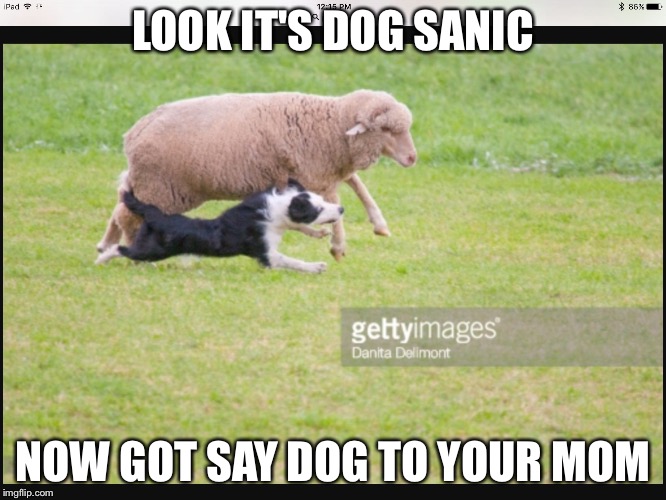 LOOK IT'S DOG SANIC; NOW GOT SAY DOG TO YOUR MOM | image tagged in dog version of sanic | made w/ Imgflip meme maker