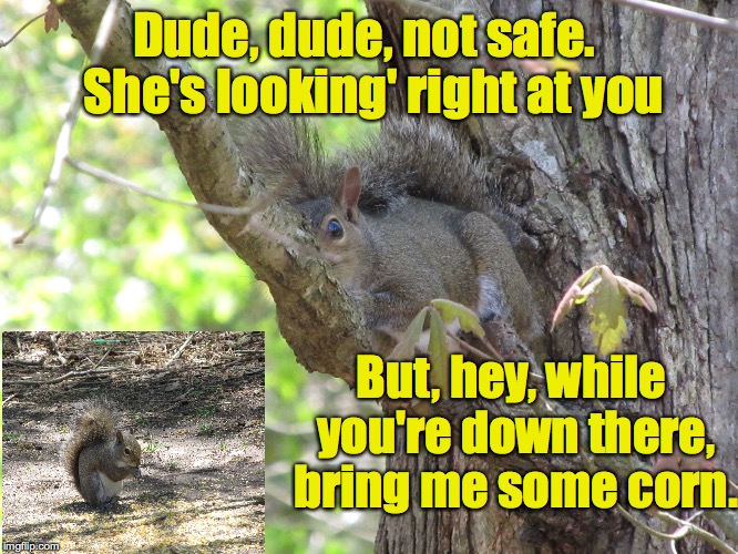 Scaredy Squirrel | Dude, dude, not safe.  She's looking' right at you; But, hey, while you're down there, bring me some corn. | image tagged in memes,squirrel | made w/ Imgflip meme maker