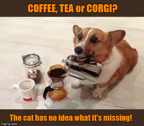 Coffee, Tea or Corgi?  (The cat has no idea what it's missing!) | COFFEE, TEA or CORGI? The cat has no idea what it's missing! | image tagged in corgi,dog,coffee,tea,dog brewing coffee,cat | made w/ Imgflip meme maker