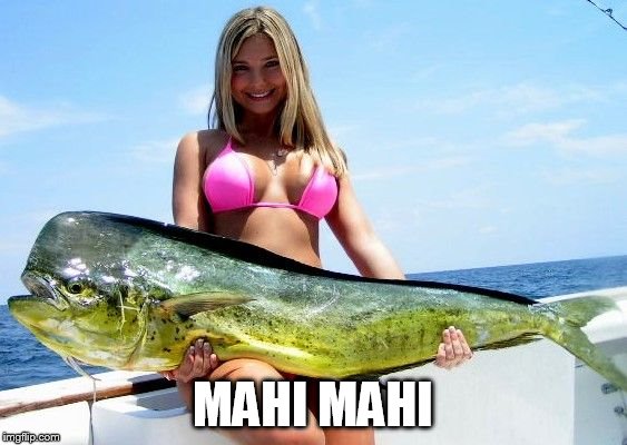 Mahi Mahi | MAHI MAHI | image tagged in mahi mahi | made w/ Imgflip meme maker