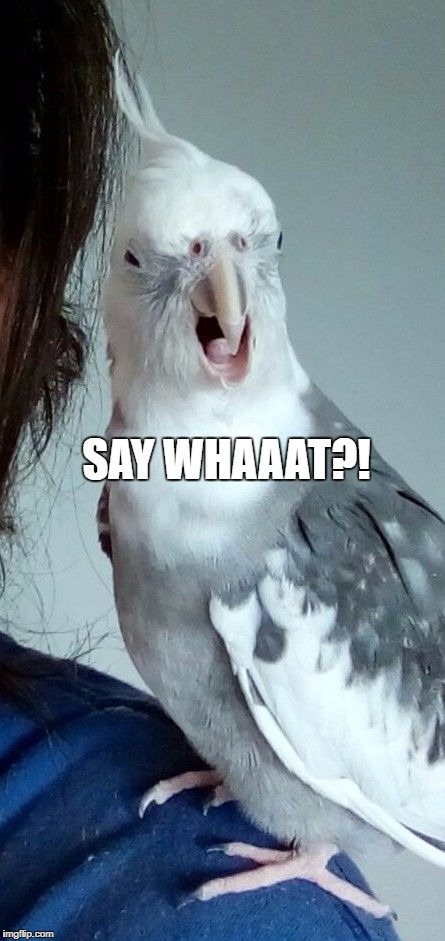 say whaaat?! | SAY WHAAAT?! | image tagged in say what,come again,confused,say what again,say whut | made w/ Imgflip meme maker