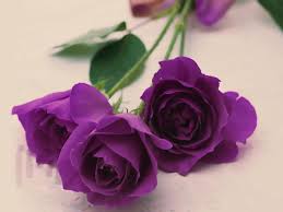 High Quality Purple roses Blank Meme Template