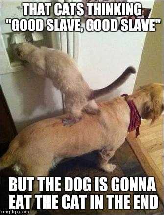 Smart animals | THAT CATS THINKING "GOOD SLAVE, GOOD SLAVE"; BUT THE DOG IS GONNA EAT THE CAT IN THE END | image tagged in smart animals | made w/ Imgflip meme maker