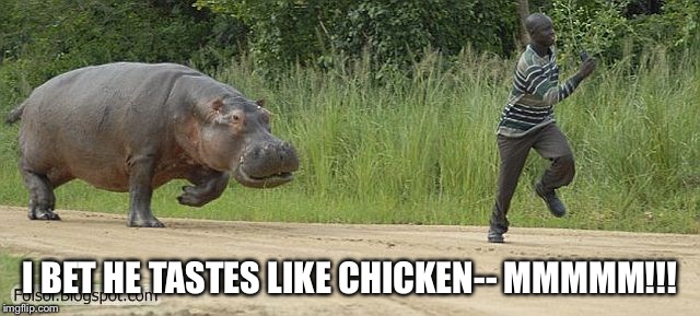 Hippo chasing man | I BET HE TASTES LIKE CHICKEN-- MMMMM!!! | image tagged in hippo chasing man | made w/ Imgflip meme maker