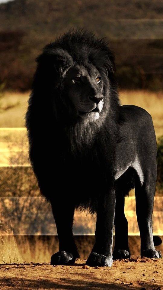Big Cat Blank Template Imgflip