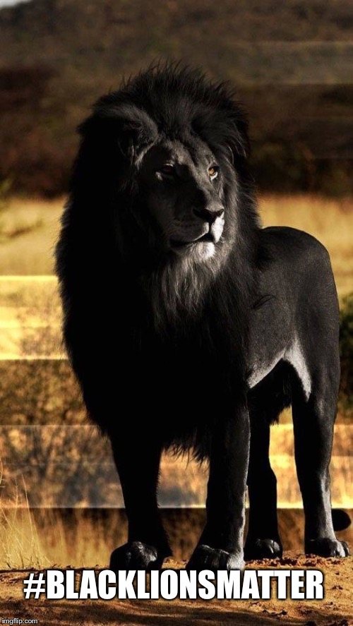 Save the Black Lions! | #BLACKLIONSMATTER | image tagged in big cat,lion,blacklivesmatter | made w/ Imgflip meme maker