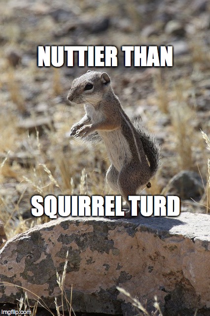 Nuttier than Squirrel Turd | NUTTIER THAN; SQUIRREL TURD | image tagged in drumpf,donald trump,donald drumpf,make donald drumpf again | made w/ Imgflip meme maker