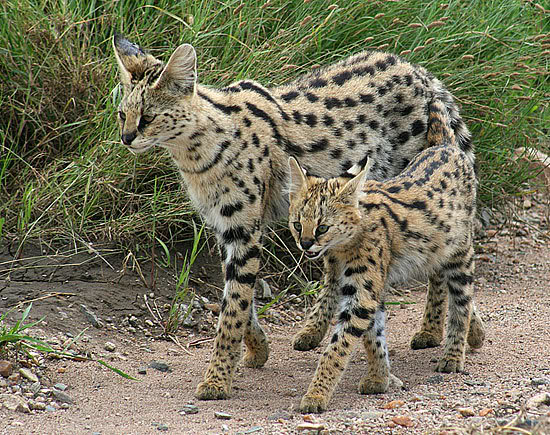 Serval Cat Blank Meme Template