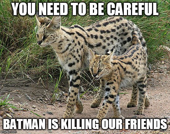 Serval Cat | YOU NEED TO BE CAREFUL BATMAN IS KILLING OUR FRIENDS | image tagged in serval cat | made w/ Imgflip meme maker