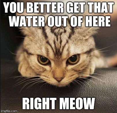 Angry cat | YOU BETTER GET THAT WATER OUT OF HERE; RIGHT MEOW | image tagged in cat,right meow | made w/ Imgflip meme maker