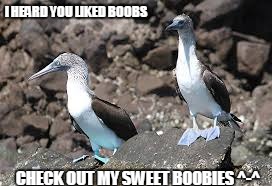 heard you love the boobies | I HEARD YOU LIKED BOOBS; CHECK OUT MY SWEET BOOBIES ^-^ | image tagged in boobies,gag,humour | made w/ Imgflip meme maker