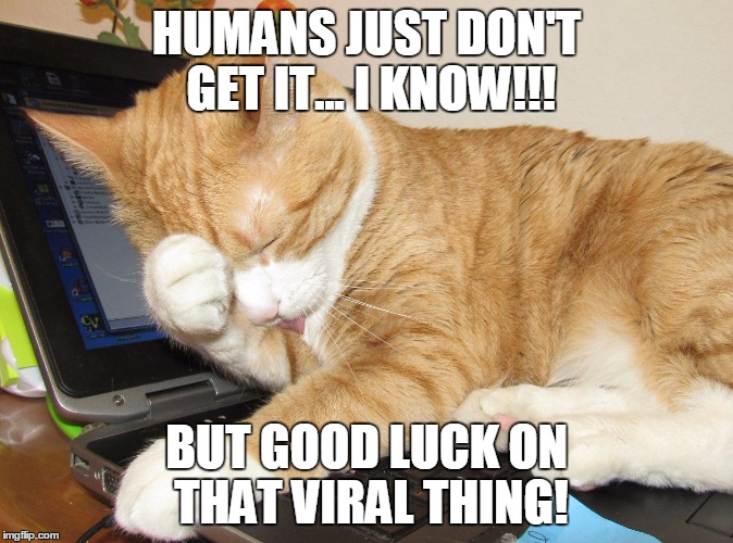 Viral pets | HUMANS JUST DON'T GET IT...
I KNOW!!! BUT GOOD LUCK ON THAT VIRAL THING! | image tagged in viral,cute cat,cute pets,humans | made w/ Imgflip meme maker