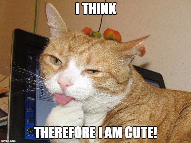 I think, therefore.... |  I THINK; THEREFORE I AM CUTE! | image tagged in cute cat,descartes,cat descartes,i think | made w/ Imgflip meme maker