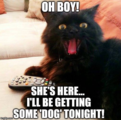 OH BOY! Cat: Date Night | OH BOY! SHE'S HERE... I'LL BE GETTING SOME 'DOG' TONIGHT! | image tagged in oh boy cat,memes,date night,getting laid,pussy,dog | made w/ Imgflip meme maker