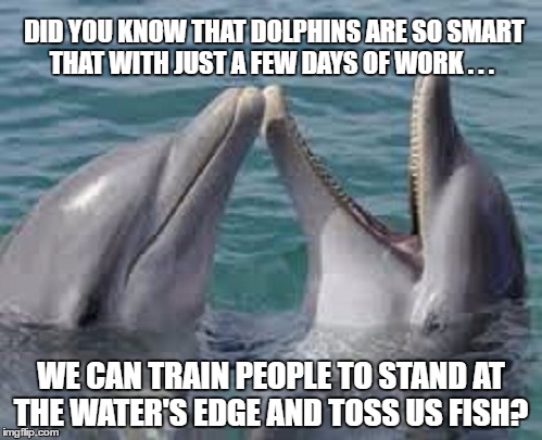 Dolphin Lore... | DID YOU KNOW THAT DOLPHINS ARE SO SMART THAT WITH JUST A FEW DAYS OF WORK . . . WE CAN TRAIN PEOPLE TO STAND AT THE WATER'S EDGE AND TOSS US FISH? | image tagged in memes,funny,animals,dolphins | made w/ Imgflip meme maker