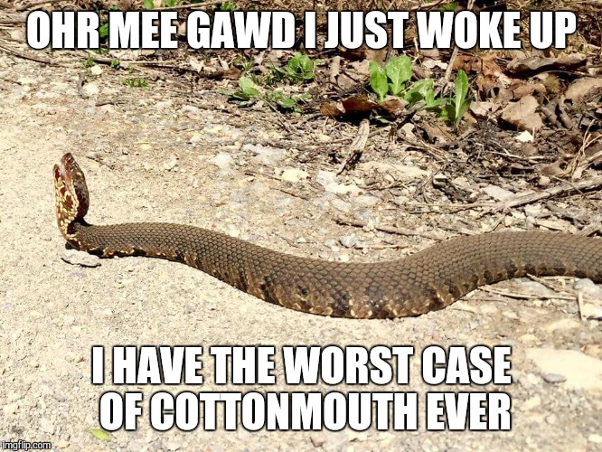 snake | OHR MEE GAWD I JUST WOKE UP; I HAVE THE WORST CASE OF COTTONMOUTH EVER | image tagged in snake | made w/ Imgflip meme maker