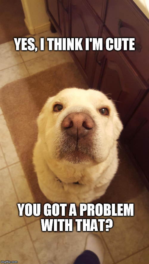 Cute | YES, I THINK I'M CUTE; YOU GOT A PROBLEM WITH THAT? | image tagged in dog | made w/ Imgflip meme maker