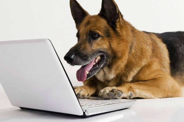 dog reading emails Blank Meme Template