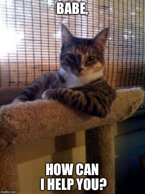 cats | BABE, HOW CAN I HELP YOU? | image tagged in cats | made w/ Imgflip meme maker