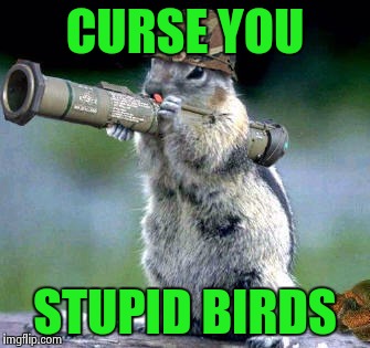 Bazooka Squirrel | CURSE YOU; STUPID BIRDS | image tagged in memes,bazooka squirrel | made w/ Imgflip meme maker