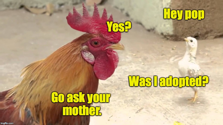 You can always tell by the color | Yes? Hey pop; Was I adopted? Go ask your mother. | image tagged in chickens,adopted | made w/ Imgflip meme maker