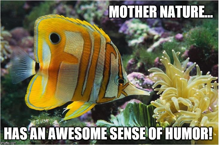 Mother Nature's Funny! | MOTHER NATURE…; HAS AN AWESOME SENSE OF HUMOR! | image tagged in mother nature,fuck,tropical fish,humor,awesome | made w/ Imgflip meme maker