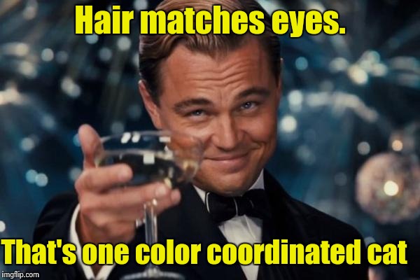 Leonardo Dicaprio Cheers Meme | Hair matches eyes. That's one color coordinated cat | image tagged in memes,leonardo dicaprio cheers | made w/ Imgflip meme maker