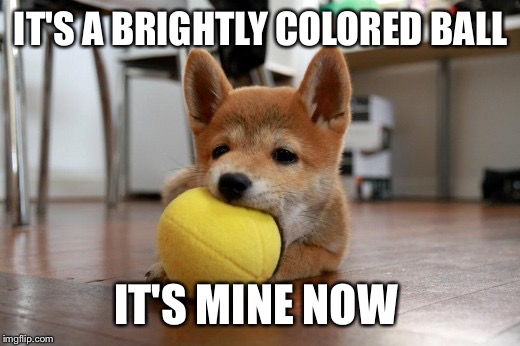 IT'S A BRIGHTLY COLORED BALL; IT'S MINE NOW | image tagged in shiba inu with a ball | made w/ Imgflip meme maker