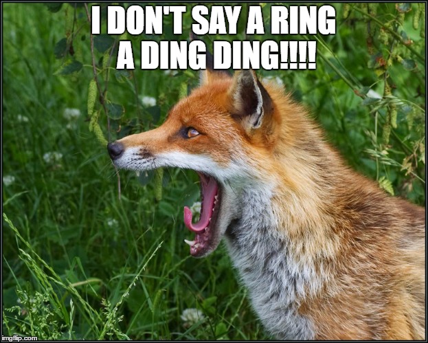 Screaming Fox | I DON'T SAY A RING A DING DING!!!! | image tagged in fox,screaming fox | made w/ Imgflip meme maker