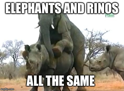 Elephant Rapes Rhino | ELEPHANTS AND RINOS; ALL THE SAME | image tagged in elephant rapes rhino | made w/ Imgflip meme maker