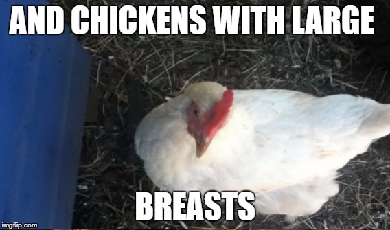 AND CHICKENS WITH LARGE BREASTS | made w/ Imgflip meme maker