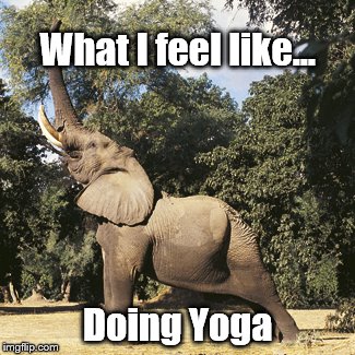 Striving for the yoga pants | What I feel like... Doing Yoga | image tagged in elephant,yoga,yoga pants,excercise | made w/ Imgflip meme maker
