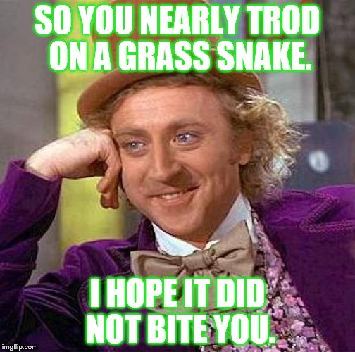 Creepy Condescending Wonka | SO YOU NEARLY TROD ON A GRASS SNAKE. I HOPE IT DID NOT BITE YOU. | image tagged in memes,creepy condescending wonka | made w/ Imgflip meme maker