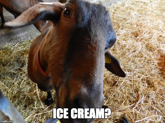 Ice Cream Goat | ICE CREAM? | image tagged in goat,icecream | made w/ Imgflip meme maker