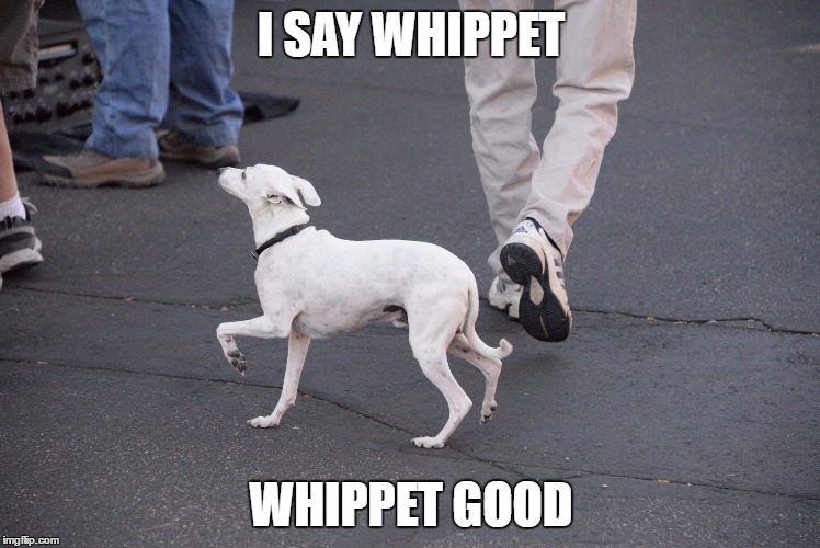 I SAY WHIPPET; WHIPPET GOOD | image tagged in whippet | made w/ Imgflip meme maker
