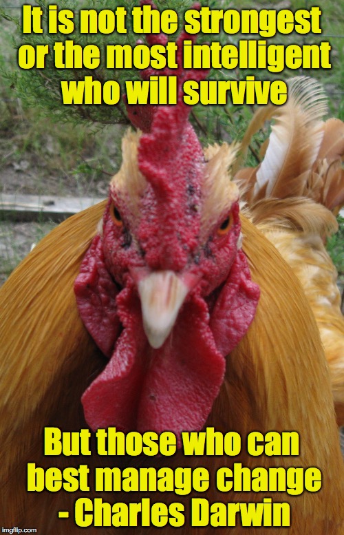 Rooster Be Mad | It is not the strongest or the most intelligent who will survive But those who can best manage change - Charles Darwin | image tagged in rooster be mad | made w/ Imgflip meme maker