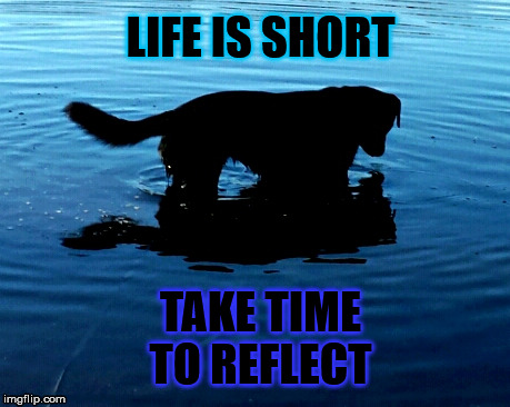 THE Secret | LIFE IS SHORT; TAKE TIME; TO REFLECT | image tagged in life,death,dog,secret,rippleeffect,reflection | made w/ Imgflip meme maker