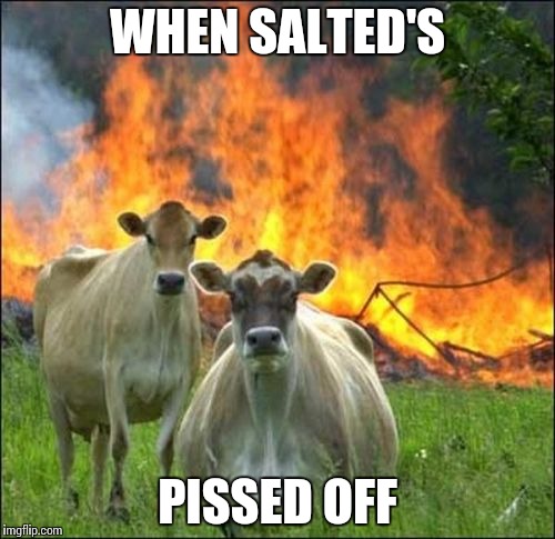 Evil Cows Meme | WHEN SALTED'S; PISSED OFF | image tagged in memes,evil cows | made w/ Imgflip meme maker