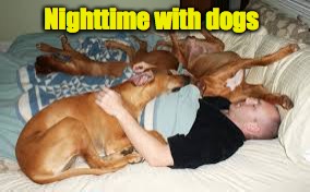 Nighttime with dogs | made w/ Imgflip meme maker