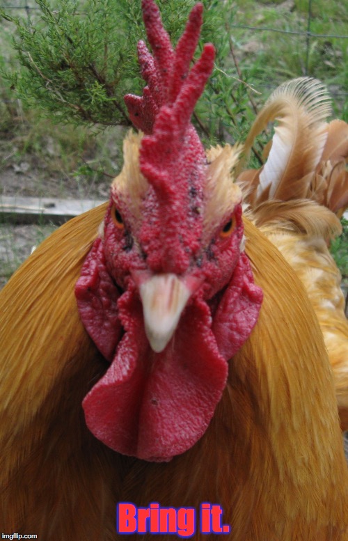 Rooster Be Mad | Bring it. | image tagged in rooster be mad | made w/ Imgflip meme maker