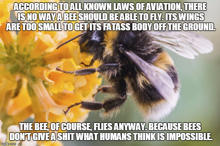 Bees, they don't give a shit about "logic" | ACCORDING TO ALL KNOWN LAWS
OF AVIATION,
THERE IS NO WAY A BEE
SHOULD BE ABLE TO FLY.
ITS WINGS ARE TOO SMALL TO GET
ITS FATASS BODY OFF THE GROUND. THE BEE, OF COURSE, FLIES ANYWAY.
BECAUSE BEES DON'T GIVE A SHIT
WHAT HUMANS THINK IS IMPOSSIBLE. | image tagged in bumblebee,aviation,flying | made w/ Imgflip meme maker