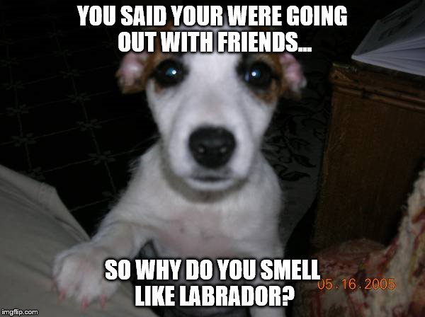 Overly attached dog | YOU SAID YOUR WERE GOING OUT WITH FRIENDS... SO WHY DO YOU SMELL LIKE LABRADOR? | image tagged in dog,overly attached girlfriend,stalker,bunny boiler,desperate | made w/ Imgflip meme maker