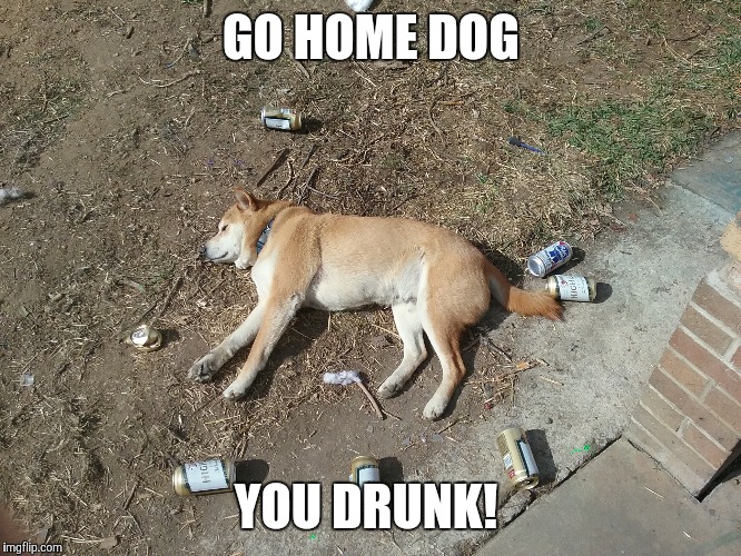 GO HOME DOG; YOU DRUNK! | image tagged in drunk dog | made w/ Imgflip meme maker