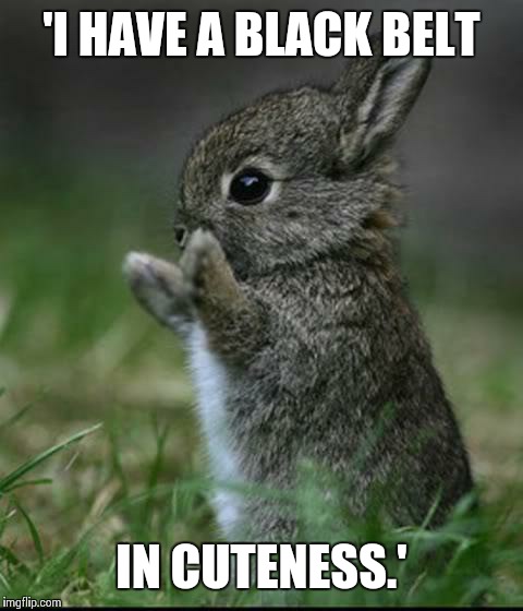 Cute Bunny | 'I HAVE A BLACK BELT; IN CUTENESS.' | image tagged in cute bunny | made w/ Imgflip meme maker